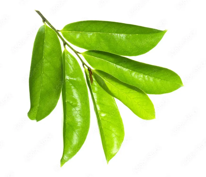 soursop leaves.webp