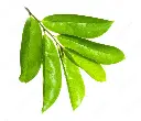 soursop leaves.webp