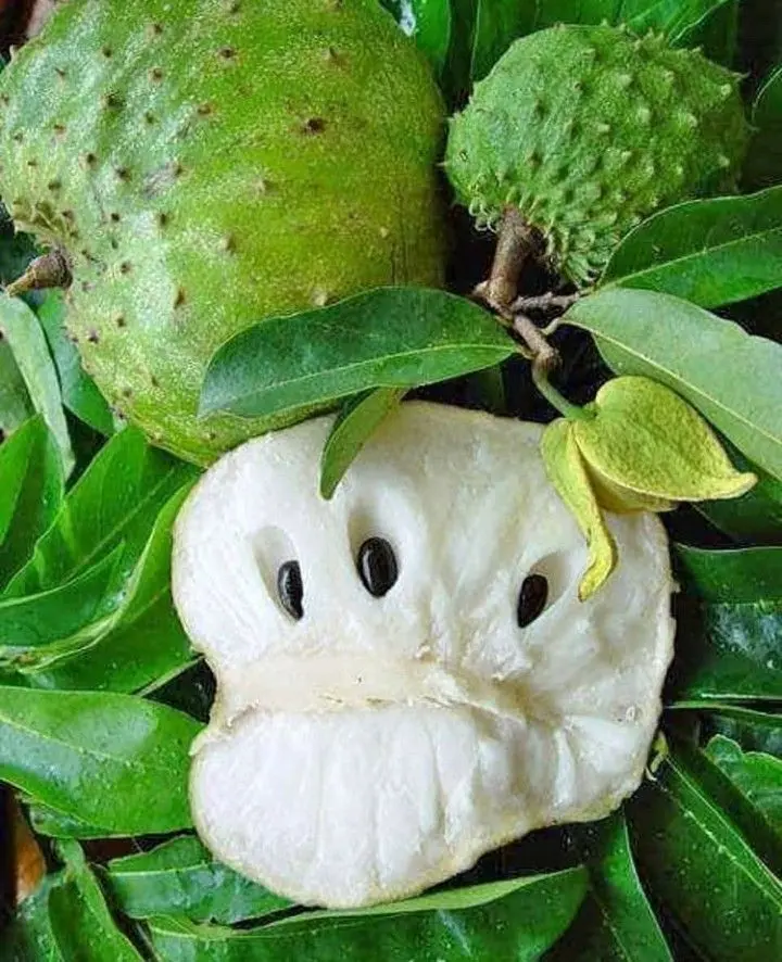 Soursop Leaves Powder