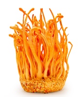 #cordyceps militaris
